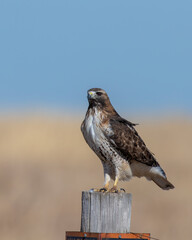 Red Tailed Hawk