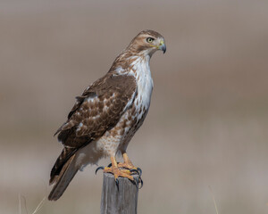 Red Tailed Hawk
