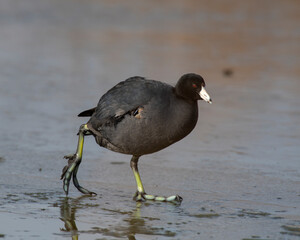 American Coot with a hole in its chest walking on ice