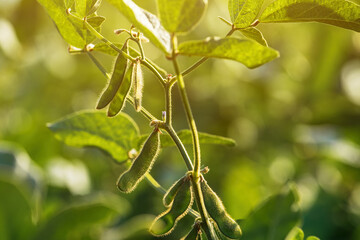 Green soybean plant with unripe pods in cultivated field