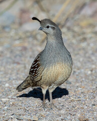 Gambel's Quail