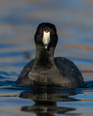 American Coot showing of its red eyes
