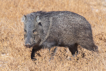 Collared Peccary or Javalina