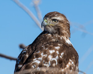 Red Tailed Hawk