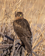Female Northern Harrier perched on a branch