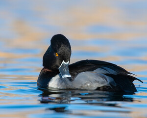 Ring Necked Duck