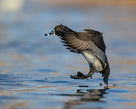 Ring Necked Duck In Flight