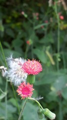 pink and white flower