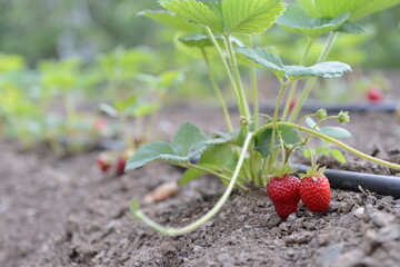 Strawberry. 