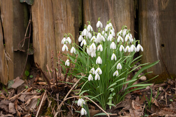 A cluster of snowdrops (Galanthus) growing outdoors in February in front of a mature wooden wall - Powered by Adobe