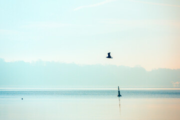mouette en vol au dessus du lac de Genève
