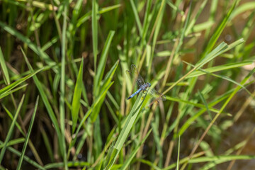 Blue dragonfly on a blade of grass