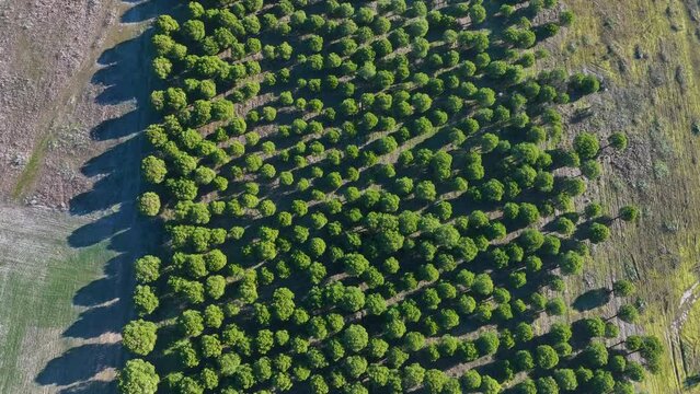 Stone pine plantation in the surroundings of the Lagunas de Villaf&aacute;fila Nature Reserve. Zamora. Castile and Leon, Spain, Europe
