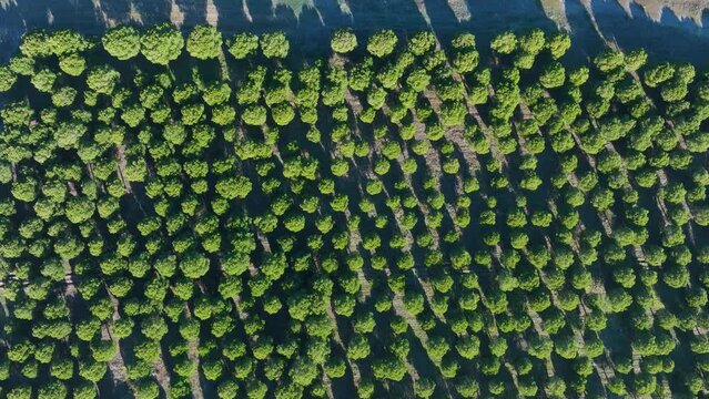 Stone pine plantation in the surroundings of the Lagunas de Villaf&aacute;fila Nature Reserve. Zamora. Castile and Leon, Spain, Europe