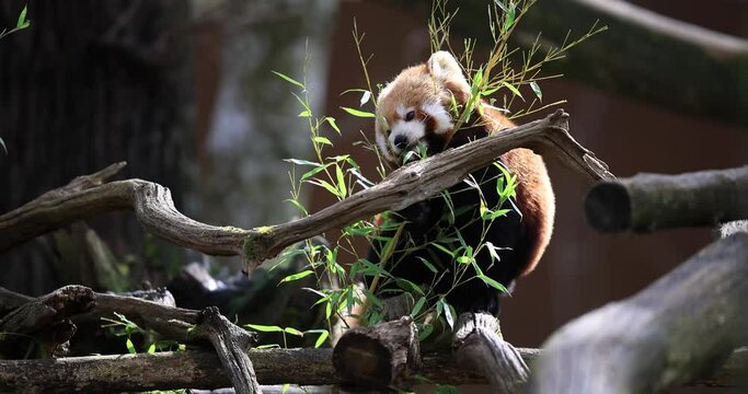 Portrait of a red panda in the forest