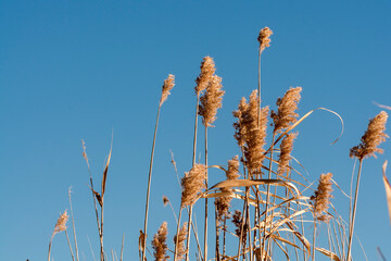 Common reeds in winter at the lake Balaton