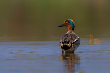 Common Teal or Eurasian Teal