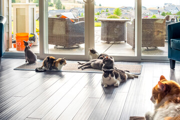 Six cats including a hairless sphynx and a maine coon lounge in a living room in front of a large...