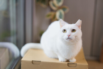 白の保護猫（a cute white rescued cat）