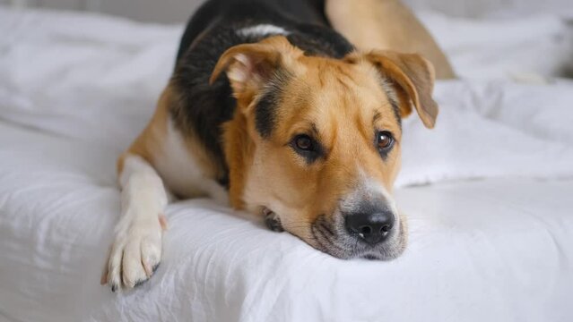 Close up 4K video of a tricolor outbred or mongrel dog laying on a bed on white linen. Pet blinking, attentively and calm looking at camera. Pets are family members and friends. Adopting homeless dog.
