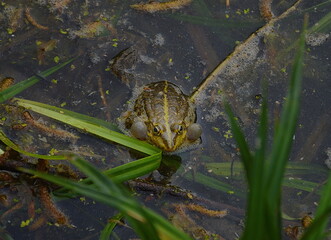 A male frog with vocal sacs in the pond in spring