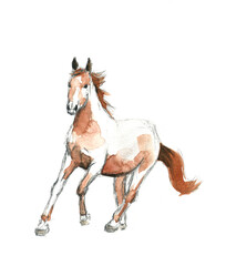 Fototapeta na wymiar Watercolor drawing sketch with brown horse
