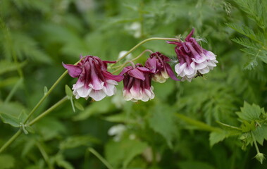 White and purple aquilegia flowers in a summer garden