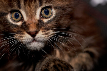 Portrait of a small cute kitten Maine coon. Closeup