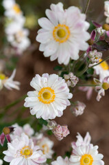 Fototapeta premium Eriocapitella hupehensis blossoms