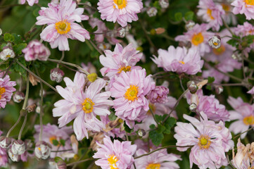 pink Eriocapitella hupehensis flowers