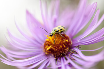 Diabrotica undecimpunctata (spotted cucumber beetle) on a New York aster blossom
