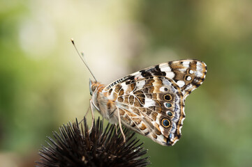 Vanessa cardui or commonly 