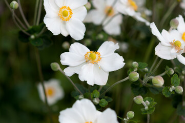 white Eriocapitella hupehensis blossoms