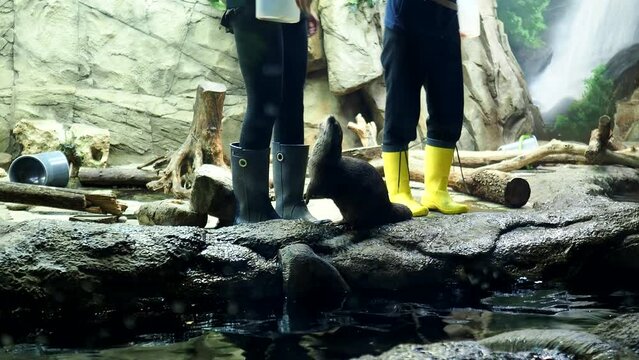 Aquarists of the aquarium feed otters in the aquarium. High quality 4k footage
