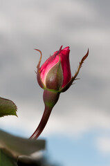 Fototapeta premium bud of a rose against a gray sky (with some clearing)