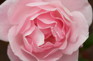 pink floral petals close up