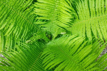 Ostrich fern, Matteuccia struthiopteris, with unfurling leaves, clos-up