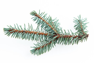 Naklejka na ściany i meble Small spruce branch closeup isolated on white background. 