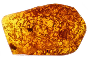 Baltic amber with harvestman (opiliones) isolated on white background
