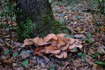 Small mushroom in the forest closes up.