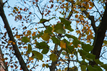 green leaves in front of a blue sky