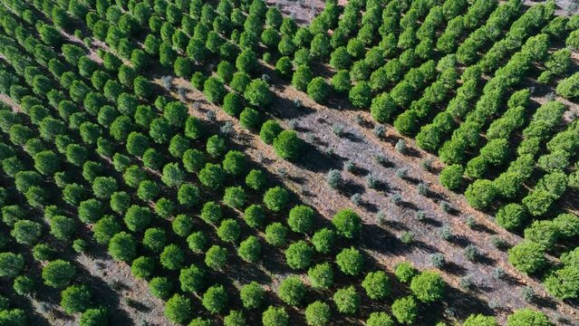 Stone pine plantation in the surroundings of the Lagunas de Villaf&aacute;fila Nature Reserve. Zamora. Castile and Leon, Spain, Europe