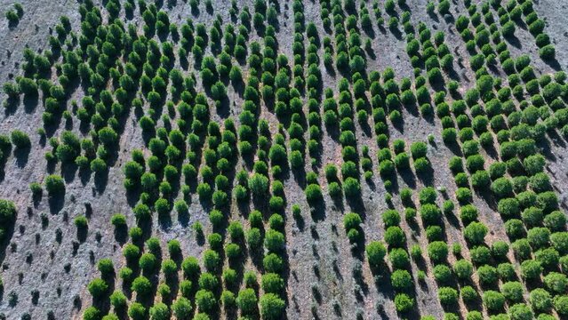 Stone pine plantation in the surroundings of the Lagunas de Villaf&aacute;fila Nature Reserve. Zamora. Castile and Leon, Spain, Europe