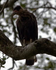 Closeup of Crested Caracara (Caracara plancus) perched in tree waiting for prey in the Pampas del Yacuma, Bolivia.