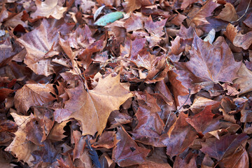 Brown and orange pile of fallen leaves covered in morning dew