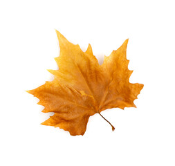 Sycamore Autumn Leaf Isolated