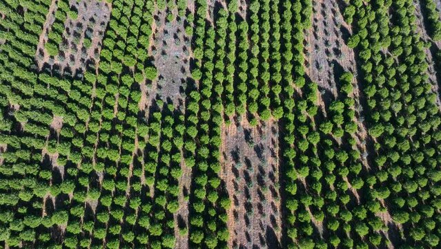 Stone pine plantation in the surroundings of the Lagunas de Villaf&aacute;fila Nature Reserve. Zamora. Castile and Leon, Spain, Europe