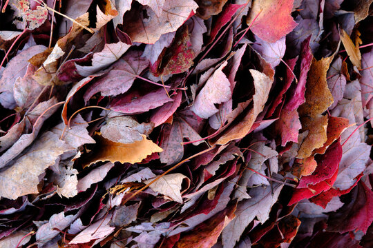 Graphic image of fallen autumn leaves