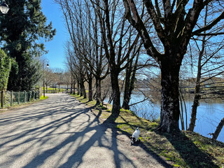 Fototapeta premium Allée promenade boisée