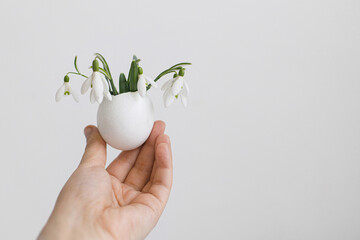 Hand holding egg shell with blooming snowdrops on white background. Simple stylish festive...